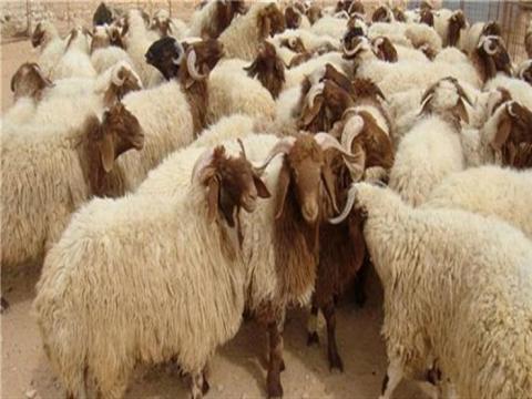 السنغال تبدأ في إجراءات استيراد الأضاحي (تفاصيل)