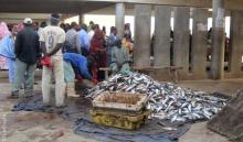 نواذيبو: اتحادية السماكين نطالب بشراكة أوسع لتفادي الخسائر
