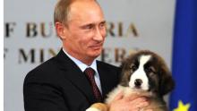 روسيا ترفض "كلبا" من اليابان